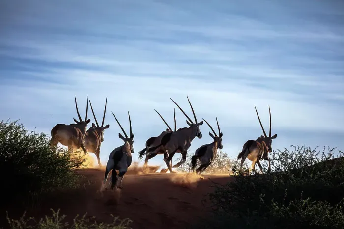 Framed Print : A herd of running Oryx, Bagatelle Kalahari Game Ranch, Namibia, Africa Framed Print : A herd of running Oryx, Bagatelle Kalahari Game Ranch, Namibia, Africa