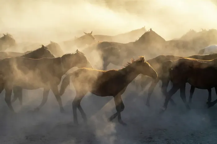 Framed Print : Herd of Yilki horses running in dust at sunset, Hurmetci, Hacilar District, Kayseri Province, Cappadocia, Central Anatolia Region, Turkey Framed Print : Herd of Yilki horses running in dust at sunset, Hurmetci, Hacilar District, Kayseri Province, Cappadocia, Central Anatolia Region, Turkey