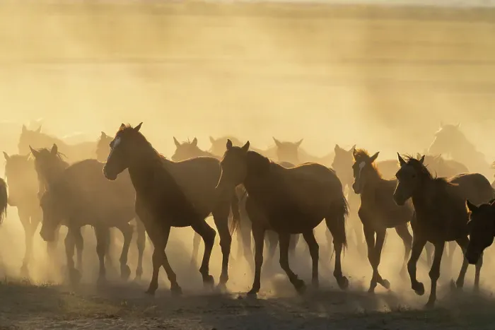 Framed Print : Herd of Yilki horses running in dust at sunset, Hurmetci, Hacilar District, Kayseri Province, Cappadocia, Central Anatolia Region, Turkey Framed Print : Herd of Yilki horses running in dust at sunset, Hurmetci, Hacilar District, Kayseri Province, Cappadocia, Central Anatolia Region, Turkey