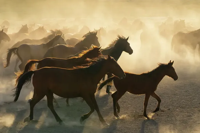 Framed Print : Herd of Yilki horses running in dust at sunset, Hurmetci, Hacilar District, Kayseri Province, Cappadocia, Central Anatolia Region, Turkey Framed Print : Herd of Yilki horses running in dust at sunset, Hurmetci, Hacilar District, Kayseri Province, Cappadocia, Central Anatolia Region, Turkey