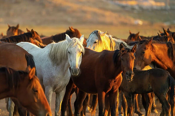 Herd of Yilki horses at sunset, Hurmetci, Hacilar District, Kayseri Province, Cappadocia, Central Anatolia Region, Turkey
