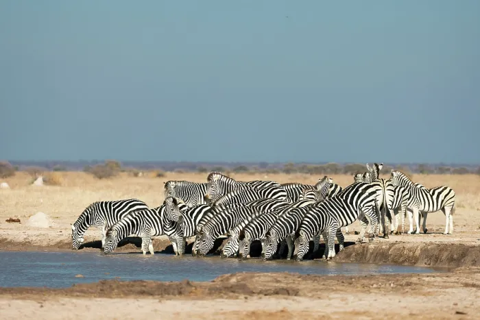 Framed Print : Herd of Zebra drinking at a waterhole, Nxai Pan National Park, Botswana Framed Print : Herd of Zebra drinking at a waterhole, Nxai Pan National Park, Botswana