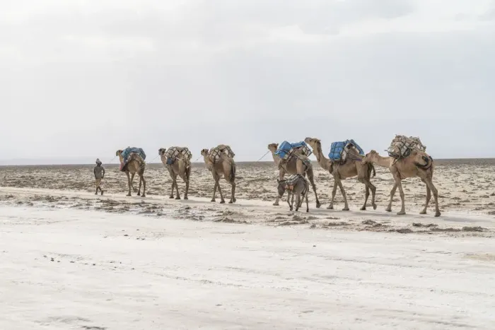 Framed Print : Herder with camel caravan passing through salt mines, Danakil Depression, Afar Region Framed Print : Herder with camel caravan passing through salt mines, Danakil Depression, Afar Region
