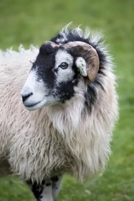 Framed Print : Herdwick Sheep Framed Print : Herdwick Sheep