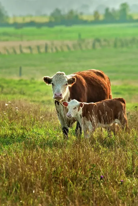 Framed Print : Hereford with calf in pasture, Thornton, Ontario, Canada Framed Print : Hereford with calf in pasture, Thornton, Ontario, Canada