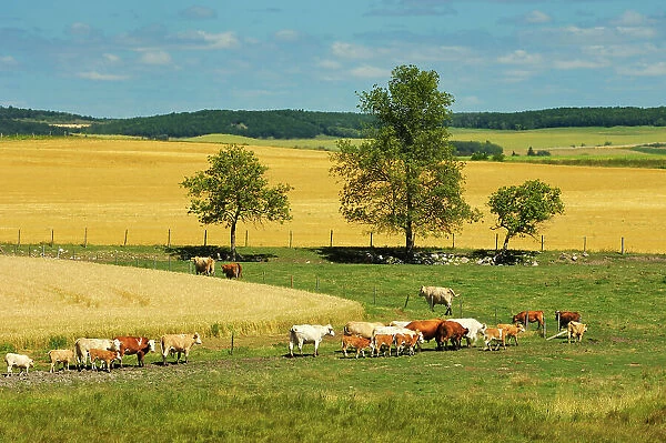 hereford and Charolais (white) cattle and wheat field Bruxelles, Manitoba, Canada