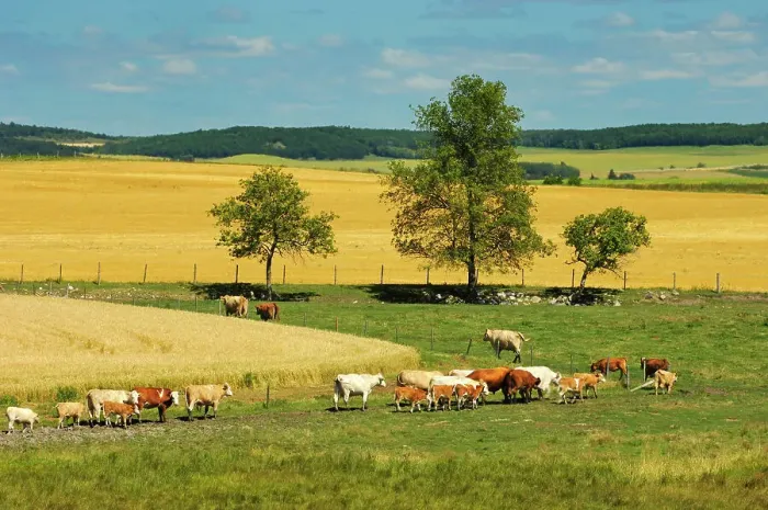 Framed Print : hereford and Charolais (white) cattle and wheat field Bruxelles, Manitoba, Canada Framed Print : hereford and Charolais (white) cattle and wheat field Bruxelles, Manitoba, Canada