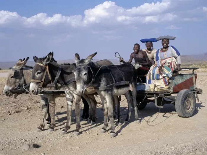 Framed Print : An Herero man and two women ride home in a donkey cart Framed Print : An Herero man and two women ride home in a donkey cart