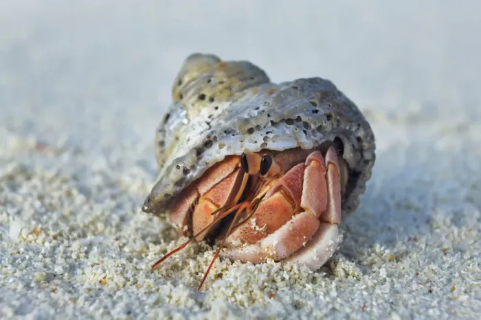 Framed Print : Hermit crab - Maldives, Baa Atoll, Kunfunadhoo - Soneva Fushi Framed Print : Hermit crab - Maldives, Baa Atoll, Kunfunadhoo - Soneva Fushi