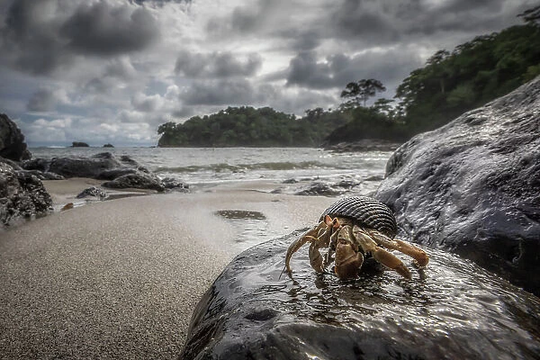 Hermit crab in Manuel Antonio National Park, Costa Rica
