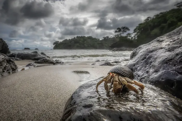 Framed Print : Hermit crab in Manuel Antonio National Park, Costa Rica Framed Print : Hermit crab in Manuel Antonio National Park, Costa Rica