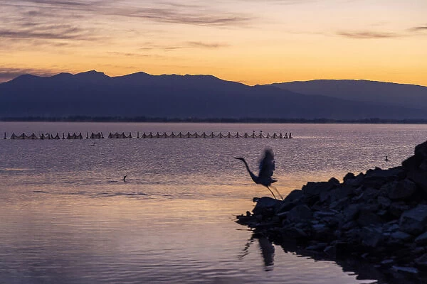A heron takes off at dawn, Lake Kerkini National Park, Serres, Greece