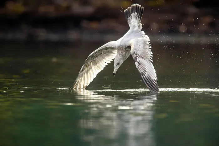 Framed Print : Herring gull (Larus argentatus)- Dive hunting on the Chilko River, Chilcotin Wilderness, BC Interior, Canada Framed Print : Herring gull (Larus argentatus)- Dive hunting on the Chilko River, Chilcotin Wilderness, BC Interior, Canada