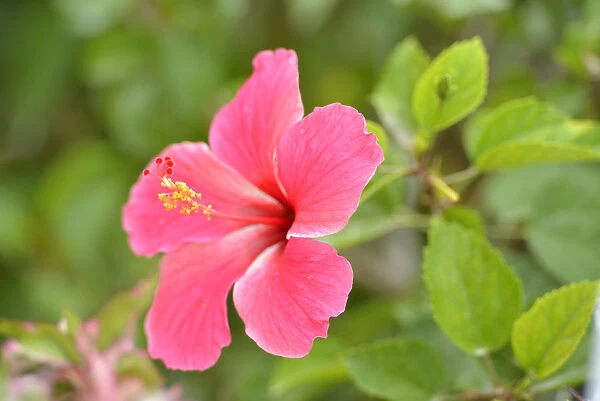 Hibiscus Flower, Belize City, Belize, Central America