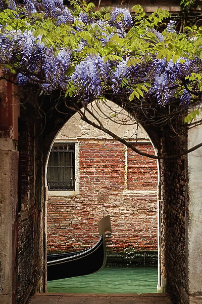 Hidden wisteria. Venice, Veneto, Italy