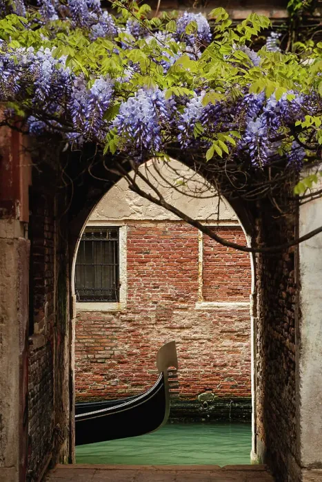 Framed Print : Hidden wisteria. Venice, Veneto, Italy Framed Print : Hidden wisteria. Venice, Veneto, Italy