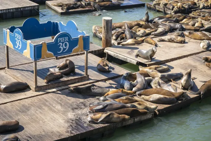 Framed Print : High angle view of California sea lions relaxing at Pier 39 on sunny day, San Francisco Framed Print : High angle view of California sea lions relaxing at Pier 39 on sunny day, San Francisco