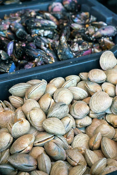 High angle view of fresh clams in crate for sale at market, Caleta Portales, Valparaiso, Valparaiso Province, Valparaiso Region, Chile