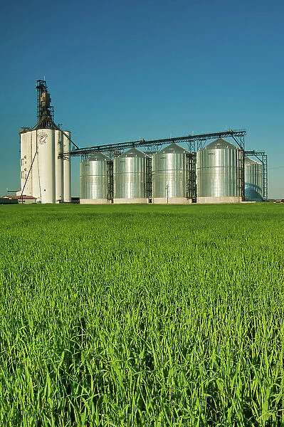 high through put grain elevator (Paterson Grain). and immature grain crop Morris, Manitoba, Canada