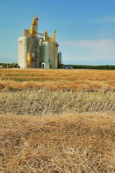 high through put grain elevator (Pioneer Grain) and canola crop Starbuck, Manitoba, Canada