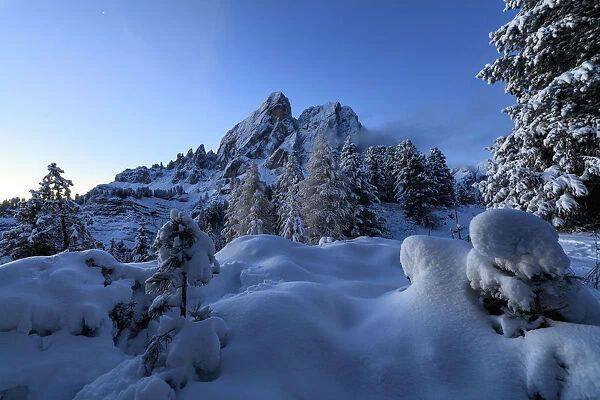 The high peak of Sass De Putia frames the snowy woods at dawn Passo Delle Erbe Funes
