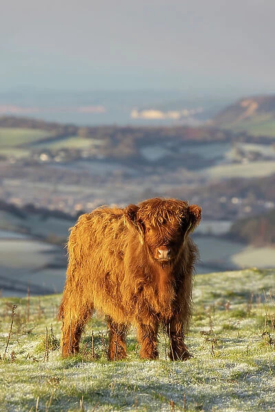 Highland Cattle calf on Eggerdon Hill (Iron-age hillfort), Dorset, England, UK