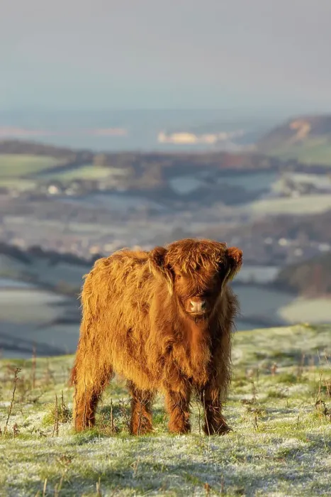 Framed Print : Highland Cattle calf on Eggerdon Hill (Iron-age hillfort), Dorset, England, UK Framed Print : Highland Cattle calf on Eggerdon Hill (Iron-age hillfort), Dorset, England, UK