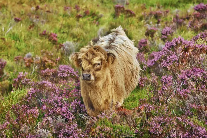 Framed Print : Highland cattle calf in heather - United Kingdom, Scotland, Inner Hebrides, Skye, Strath Framed Print : Highland cattle calf in heather - United Kingdom, Scotland, Inner Hebrides, Skye, Strath