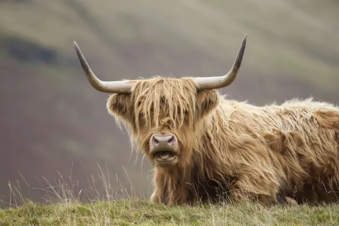 Framed Print : Highland Cattle, Glen Nevis, Lochaber, Scotland, UK Framed Print : Highland Cattle, Glen Nevis, Lochaber, Scotland, UK