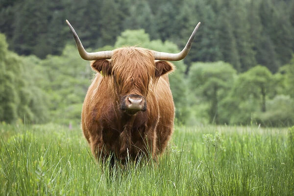 Highland Cattle, Glen Nevis, Lochaber, Scotland, UK