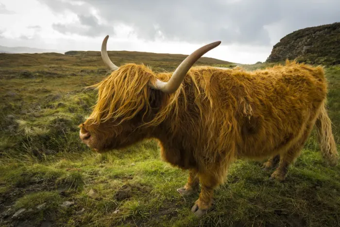 Framed Print : Highland cattle on grassland, near Kilmarie, Isle of Skye, Scotland, United Kingdom Framed Print : Highland cattle on grassland, near Kilmarie, Isle of Skye, Scotland, United Kingdom