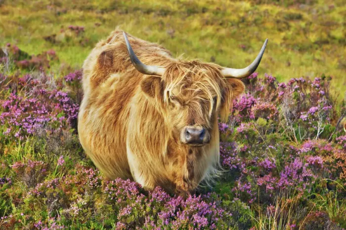 Framed Print : Highland cattle in heather - United Kingdom, Scotland, Inner Hebrides, Skye, Strath Framed Print : Highland cattle in heather - United Kingdom, Scotland, Inner Hebrides, Skye, Strath