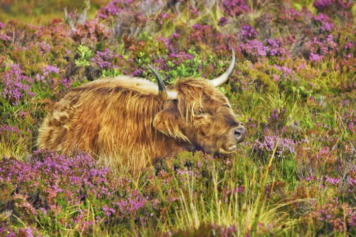 Framed Print : Highland cattle in heather - United Kingdom, Scotland, Inner Hebrides, Skye, Strath Framed Print : Highland cattle in heather - United Kingdom, Scotland, Inner Hebrides, Skye, Strath