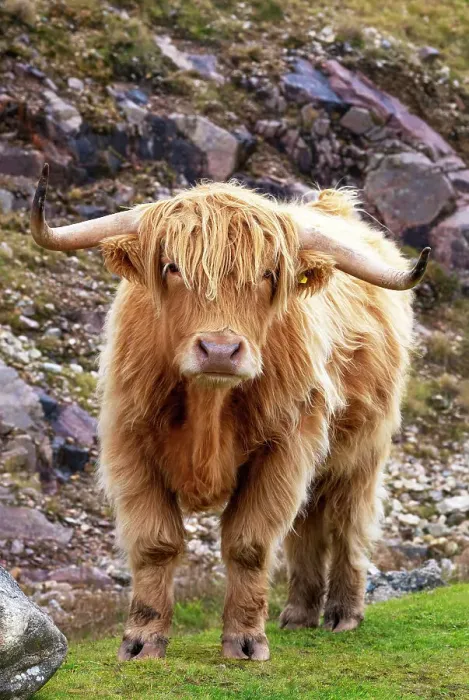 Framed Print : Highland cattle in Huisinish (Hushinish), Isle of Harris, Outer Hebrides, Scotland Framed Print : Highland cattle in Huisinish (Hushinish), Isle of Harris, Outer Hebrides, Scotland