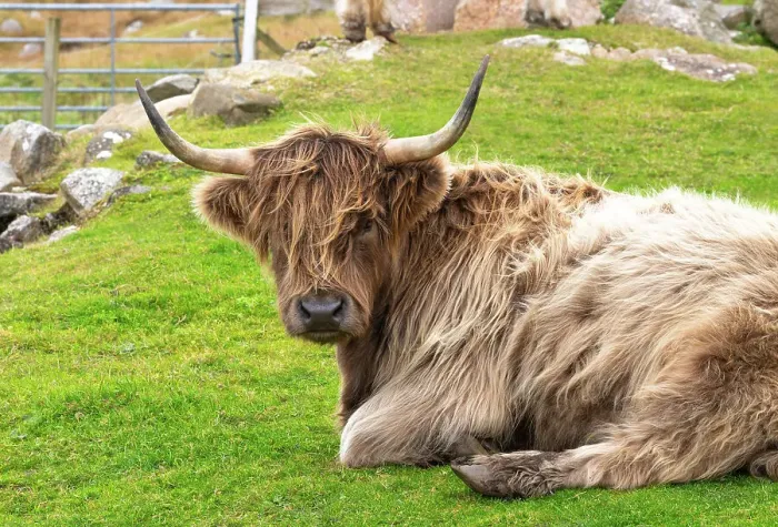 Framed Print : Highland cattle in Huisinish (Hushinish), Isle of Harris, Outer Hebrides, Scotland Framed Print : Highland cattle in Huisinish (Hushinish), Isle of Harris, Outer Hebrides, Scotland