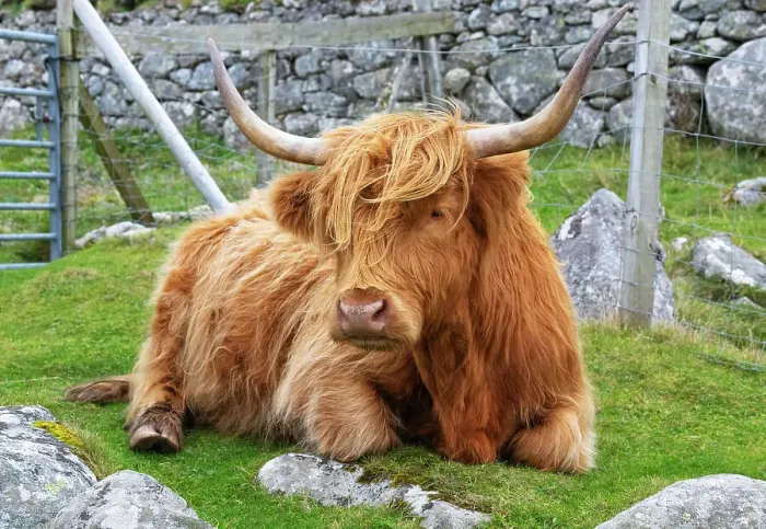 Framed Print : Highland cattle in Huisinish (Hushinish), Isle of Harris, Outer Hebrides, Scotland Framed Print : Highland cattle in Huisinish (Hushinish), Isle of Harris, Outer Hebrides, Scotland