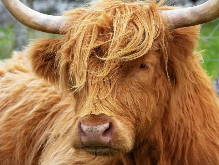 Framed Print : Highland cattle in Huisinish (Hushinish), Isle of Harris, Outer Hebrides, Scotland Framed Print : Highland cattle in Huisinish (Hushinish), Isle of Harris, Outer Hebrides, Scotland