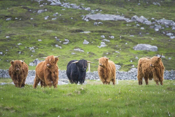 Highland Cattle, Isle of Lewis, Outer Hebrides, Scotland