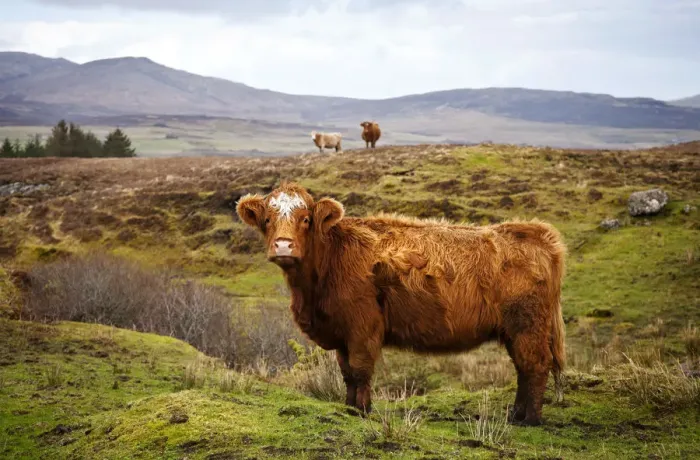 Framed Print : Highland cattle, Isle of Skye, Scotland, UK Framed Print : Highland cattle, Isle of Skye, Scotland, UK