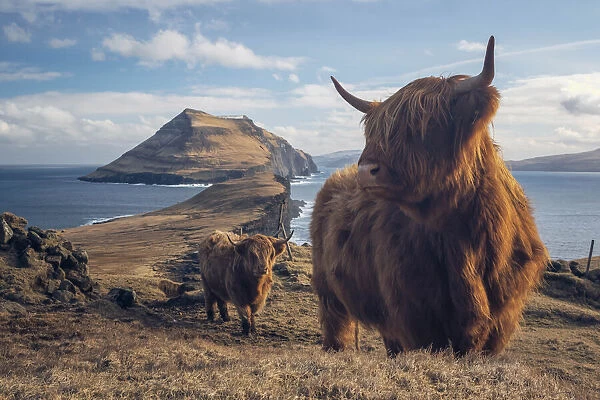 Highland cattle in Koltur island. Faroe islands