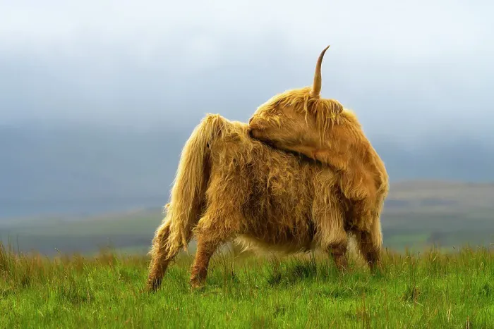 Framed Print : Highland cattle licking self on grassland, Digg, Isle of Skye, Scottish Highlands, Scotland, UK Framed Print : Highland cattle licking self on grassland, Digg, Isle of Skye, Scottish Highlands, Scotland, UK