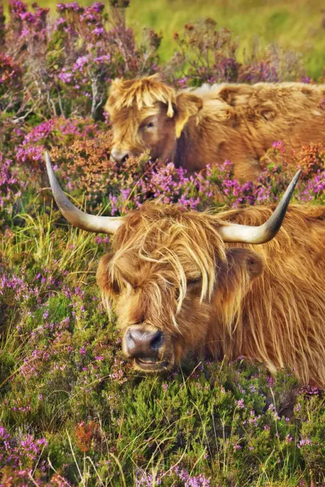 Framed Print : Highland cattle mother and calf in heather - United Kingdom, Scotland, Inner Hebrides Framed Print : Highland cattle mother and calf in heather - United Kingdom, Scotland, Inner Hebrides