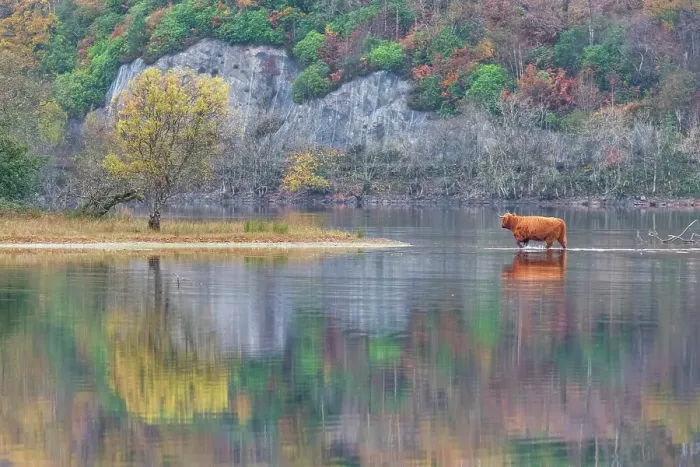 Framed Print : Highland Cow Crossing Loch Awe, Argyll & Bute, Scotland Framed Print : Highland Cow Crossing Loch Awe, Argyll & Bute, Scotland
