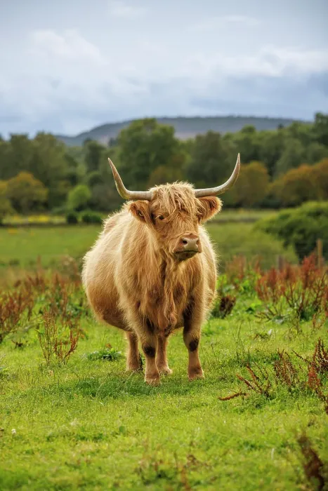 Framed Print : Highland Cow, Deeside, Aberdeenshire, Scotland, UK Framed Print : Highland Cow, Deeside, Aberdeenshire, Scotland, UK