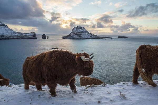 Highland cow on the island of Vagar. Faroe Islands
