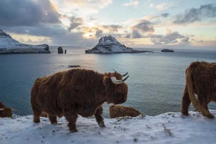 Framed Print : Highland cow on the island of Vagar. Faroe Islands