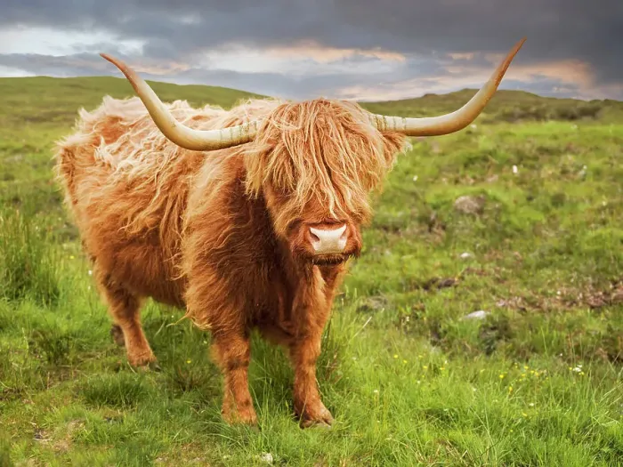Framed Print : Highland Cow, Isle of Skye, Inner Hebrides, Highlands, Scotland, UK Framed Print : Highland Cow, Isle of Skye, Inner Hebrides, Highlands, Scotland, UK