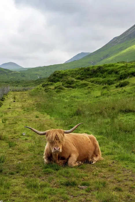 Framed Print : Highland Cow, Isle of Skye, Scotland Framed Print : Highland Cow, Isle of Skye, Scotland