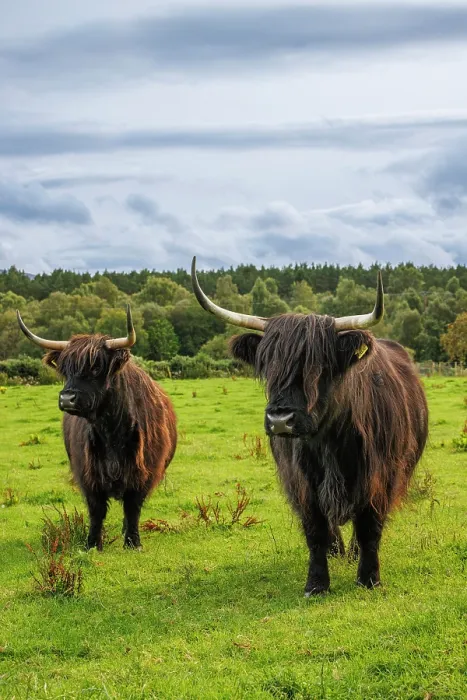 Framed Print : Highland Cows, Deeside, Aberdeenshire, Scotland, UK Framed Print : Highland Cows, Deeside, Aberdeenshire, Scotland, UK