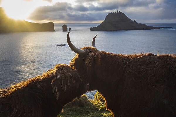 Highland cows on the island of Vagar. Faroe Islands